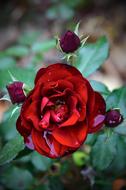 nice Red Rose Love