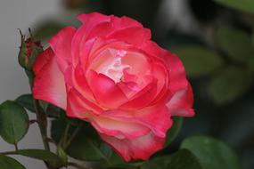 Beautiful, blossoming, red, pink and white rose flower, among the green leaves
