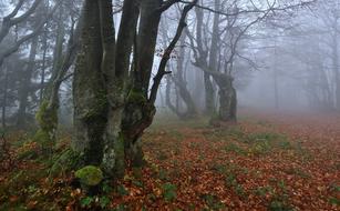 magic fog in the autumn forest