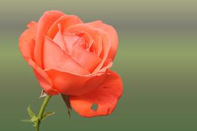 orange rose with a holey petal