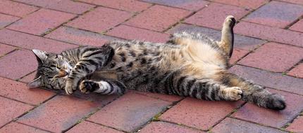 Cat Feeling Comfortable