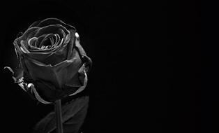 Black and white photo with the close-up of the beautiful, blooming rose flower, on the stem, with the leaves, at black background