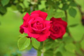 charming Rose Nature Flower