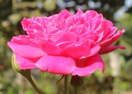side view of Pink Rose in Garden