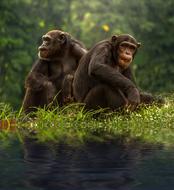 amazingly beautiful Chimp Brown Bonobo