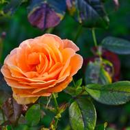 Close-up of the beautiful, blossoming, orange, gradient rose flower with the colorful leaves