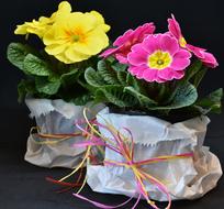 Hybrid Primroses, potted plants