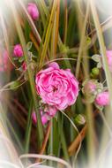 charming Rose Pink Blossom