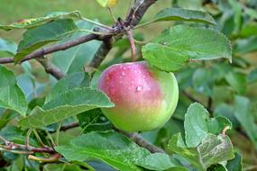 Apple Fruit Branch water drop