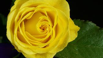 raindrops on a large yellow rosebud