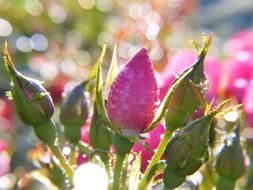 Rose Bud Dew