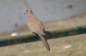 little gray pigeon sitting on a metal pipe