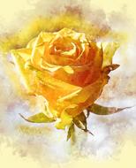 Rose Flower Petal drawing