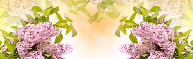 Lilac Flower Flora banner