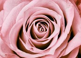 pastel pink rosebud, close-up