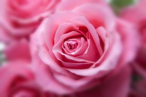 charming Roses Pink