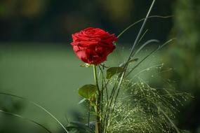 Red Rose and ornamental grass, Bouquet