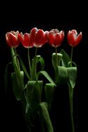 charming Tulips