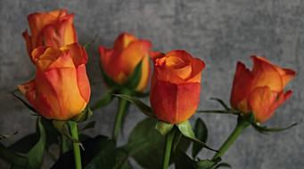 bouquet of orange roses on a gray wall background