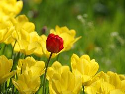 one red tulip among many yellow tulips