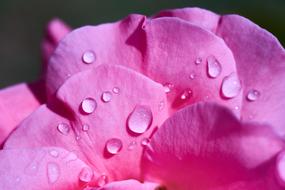 drops of water flow down pink petals