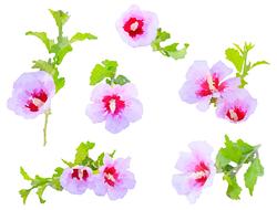 red-pink flowers on white background