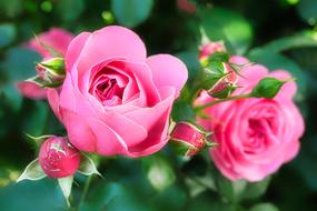 amazingly beautiful Rose Flower