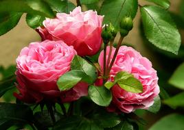 three bright rosebuds on a bush in the garden