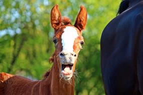 Foal Horse funny face