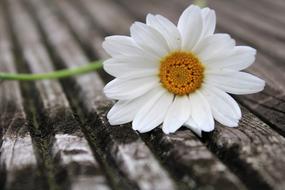 amazingly beautiful Daisy Flower