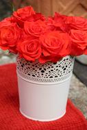 Beautiful, red roses in the white bucket