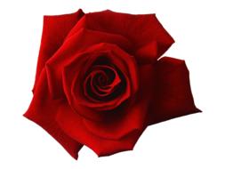 Top view of the beautiful, red rose flower, at white background