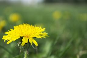 beautiful Dandelion, yellow flower