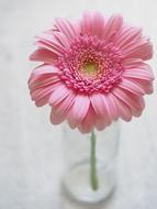 amazingly beautiful pink Flower