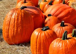 harvest of orange oval pumpkins on a farm