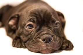 amazingly beautiful Pup Bulldog Canine