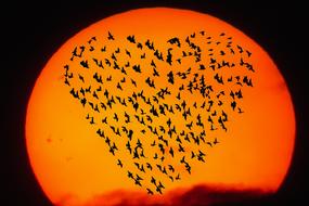 flock of birds in the shape of a heart on a background of orange sun