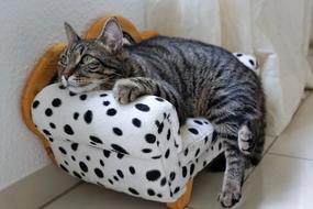 amazingly beautiful Cat Sweet Tiger