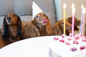 Pet Dogs happy birthday