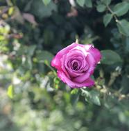 amazingly beautiful Rose Pink Thorns