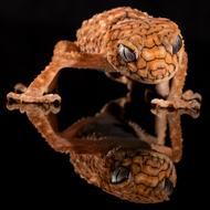 amazingly beautiful Gecko Rough Knob