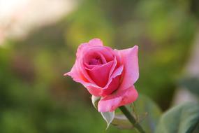 pink rose on blurred background