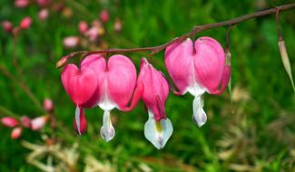 Pink Flowers Hearts at garden