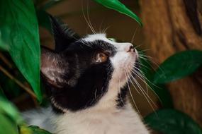 black and white cat among tree leaves