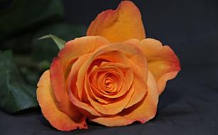 orange Rose Blossom Bloom