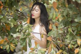 Vietnamese girl in a white dress on a background of an autumn tree