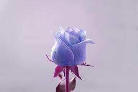 Rose Emotion Blue