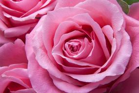 Close-up of the beautiful, pink and purple, gradient roses, together