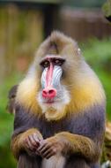 Mandrill Sad Face