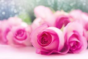 pink roses in blurred background